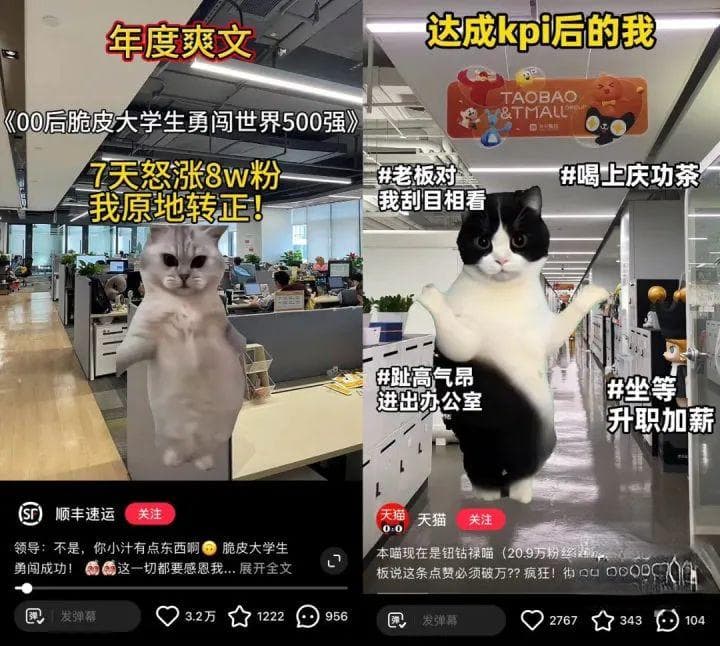 “00后”接管官方账号发它爆火！小猫对话为何让人如此“上头”?