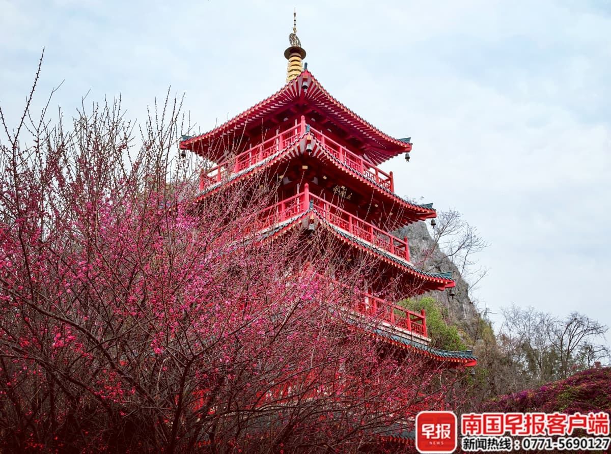 桂林梅花竞相绽放，你要的赏梅地图来了！