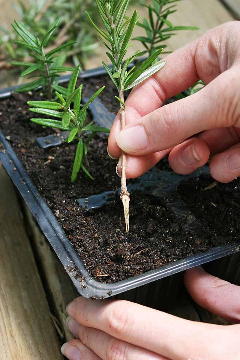 草本植物用茎扦插繁殖的教程，成功率超高的培育方法