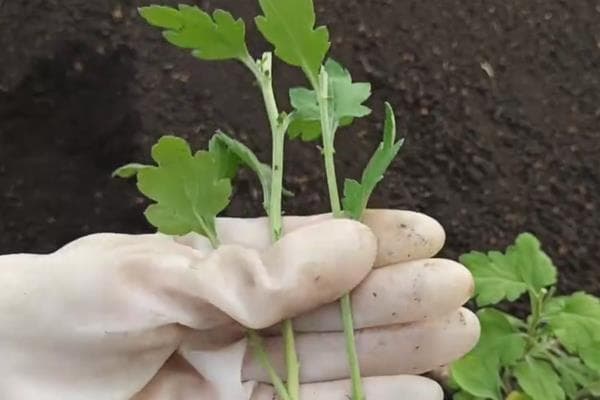 菊花扦插指南：最佳时间、土壤条件与打顶技巧