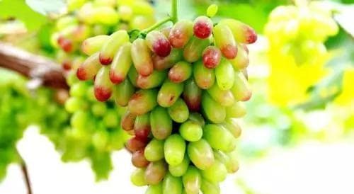 美人果：从种植到采摘的全面指南