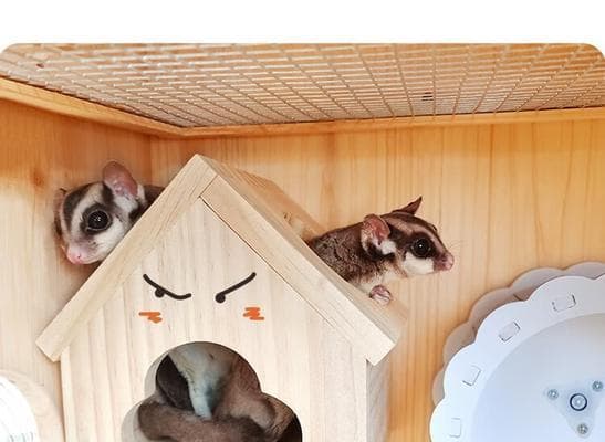 北美飞鼠饲养指南：15个关键注意事项