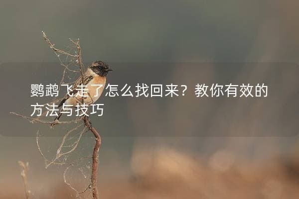 鹦鹉飞走了怎么找回来？教你有效的方法与技巧