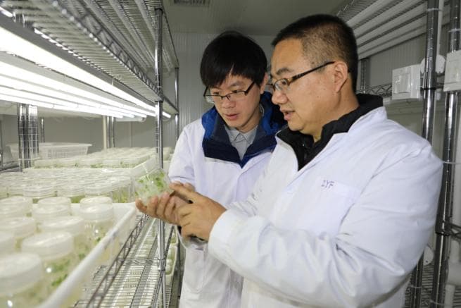 育种观察·筑牢种业振兴根基|一粒油菜籽背后的粮安文章