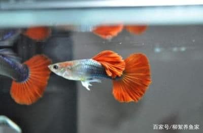 孔雀鱼繁殖期水质管理技巧：从基本要求到特殊时期全方位指南