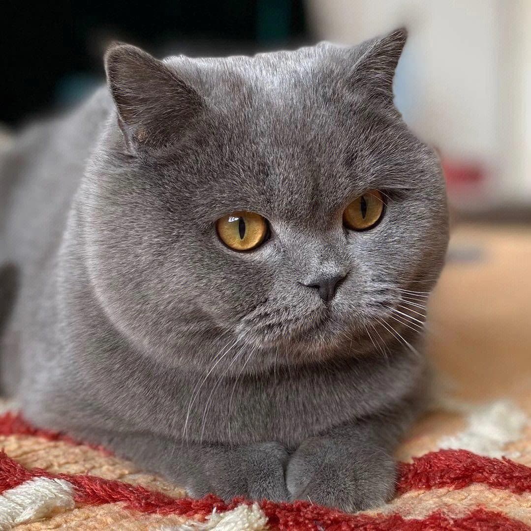 蓝猫怎么养才是正确的方法（养蓝猫有什么注意事项？）