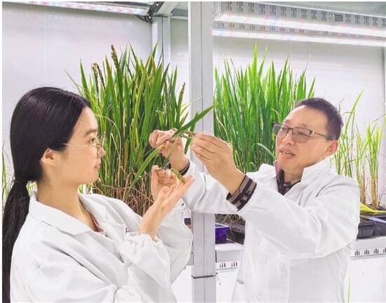 一粒大米见证“健康革命”