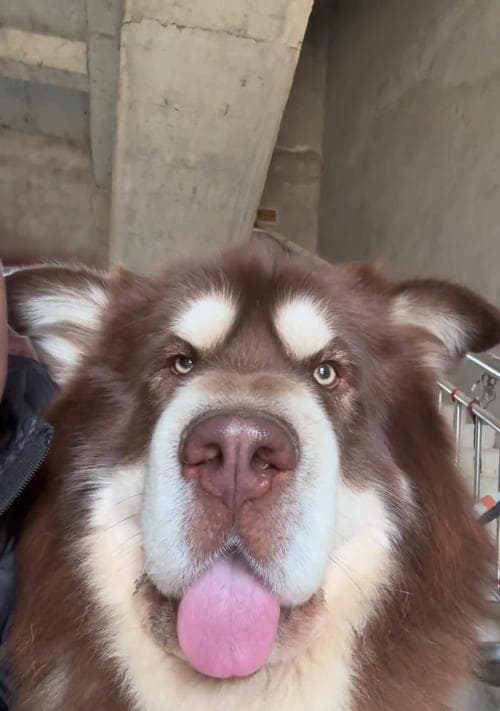 了解阿拉斯加犬（探索阿拉斯加犬的特点及适合饲养的理由）