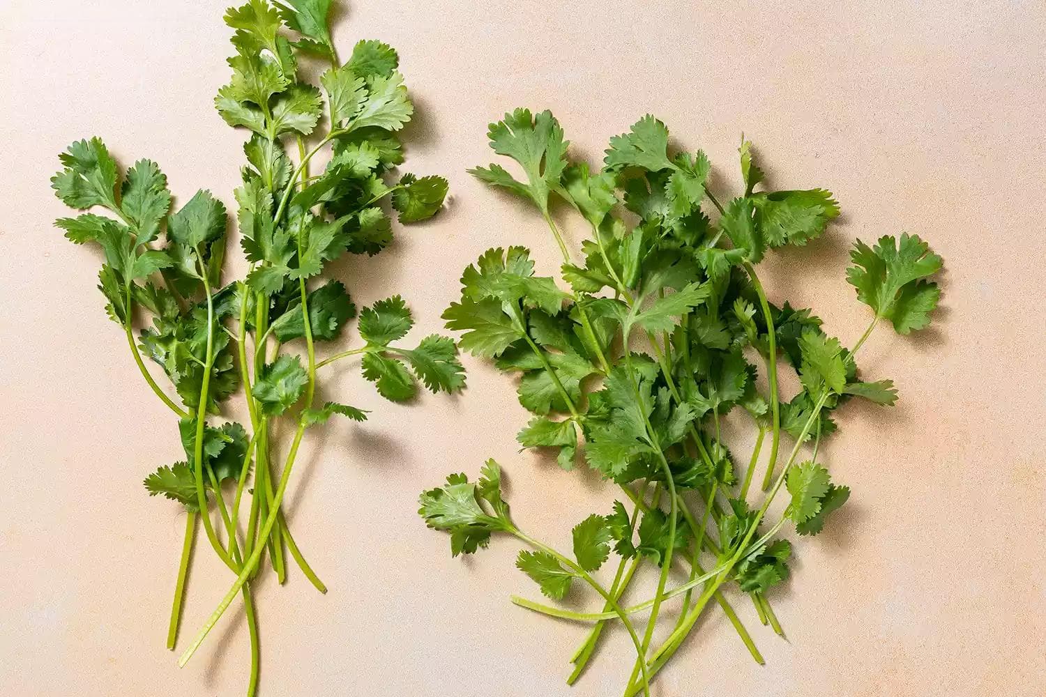 什么是香菜或者芫荽（Cilantro）？
