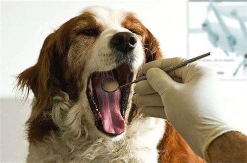 猫咪牙龈出血怎么办？三种常见原因及处理方法