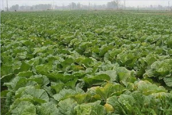 白菜种植几月份最佳？从种植时间到管理技术全攻略