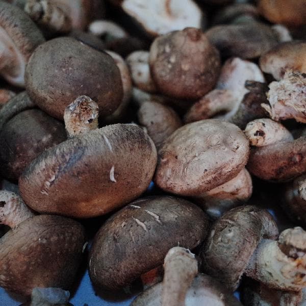 荠菜是什么菜？南方叫什么？