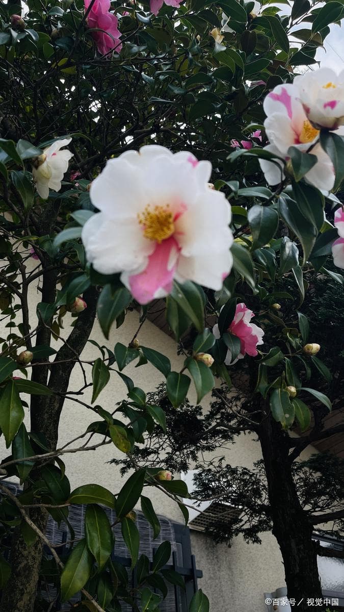 山茶花的养殖方法