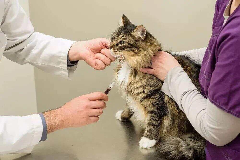 一文看懂猫咪各年龄阶段体检全攻略