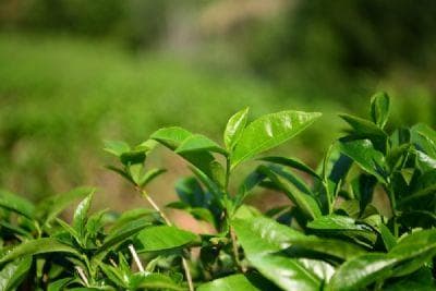 鹤山红茶：广东特色农产品的地理标志