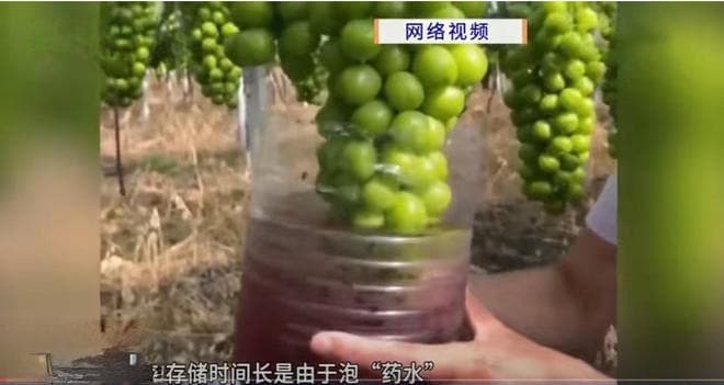 专家辟谣：阳光玫瑰葡萄真的一颗等于吃了24遍农药吗？