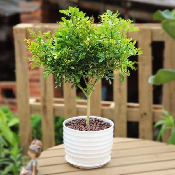 绿植迷：适合室内养的10种开花植物