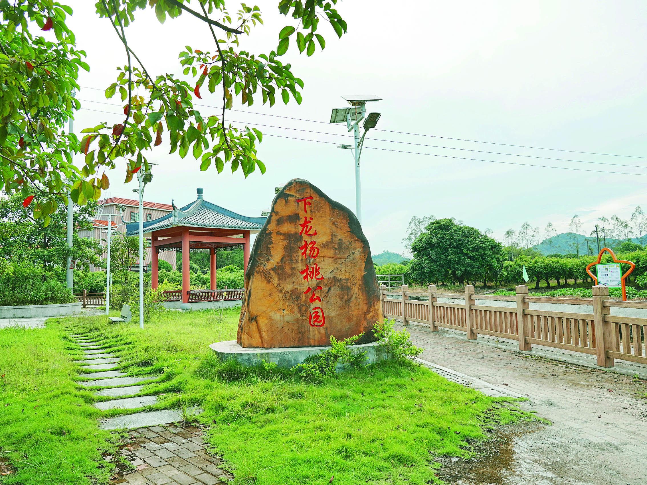 龙门麻榨：拥全国最大连片杨桃种植基地 年产值约1.4亿