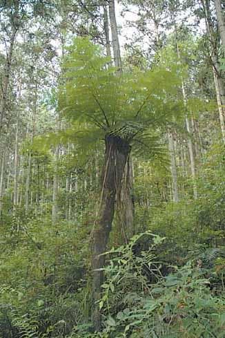 桫椤：珍稀的“活化石”植物