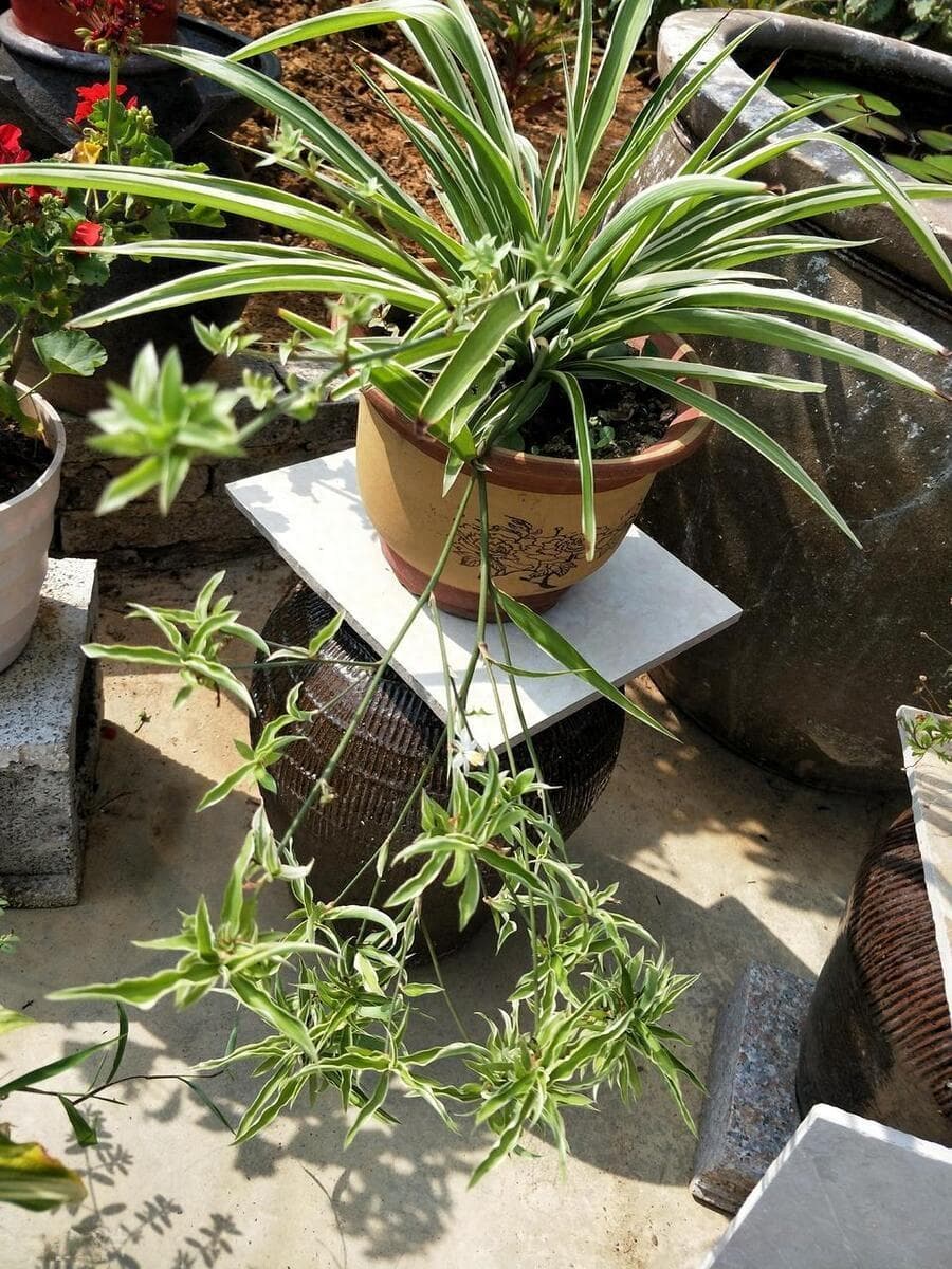 吊兰水培完全指南：容器选择到问题解决一文通