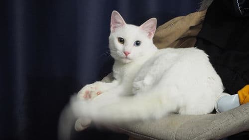 猫咪为什么要埋屎？揭秘猫咪的清洁习惯与生态智慧