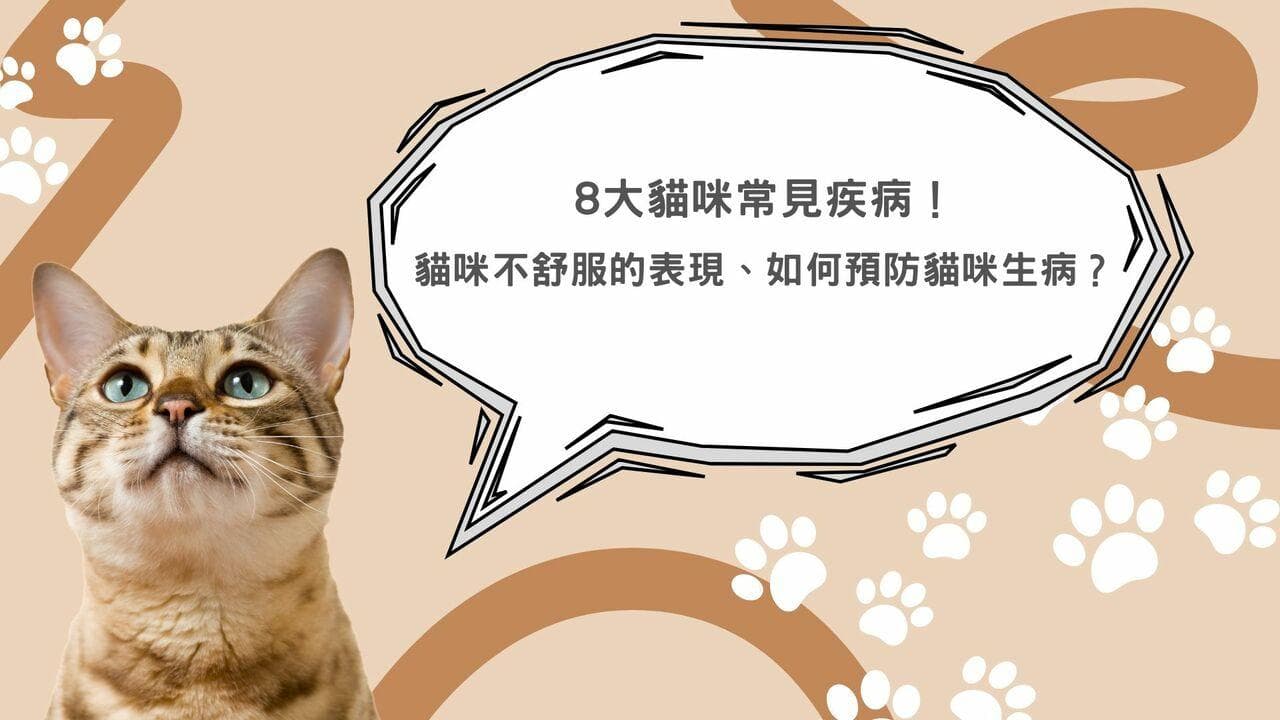猫咪不舒服的表现及常见疾病预防指南