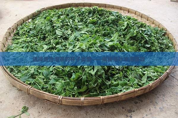 选择适合泡茶的杯子类型——揭秘茶叶冲泡器皿
