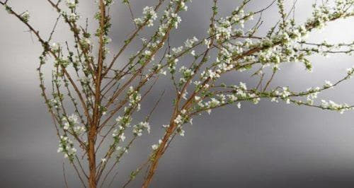 雪柳开花时间一览（春暖花开，雪柳如何抢眼）