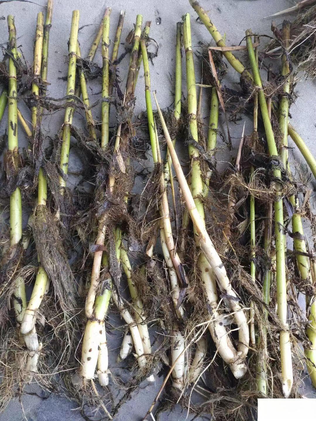 芦苇种植注意事项