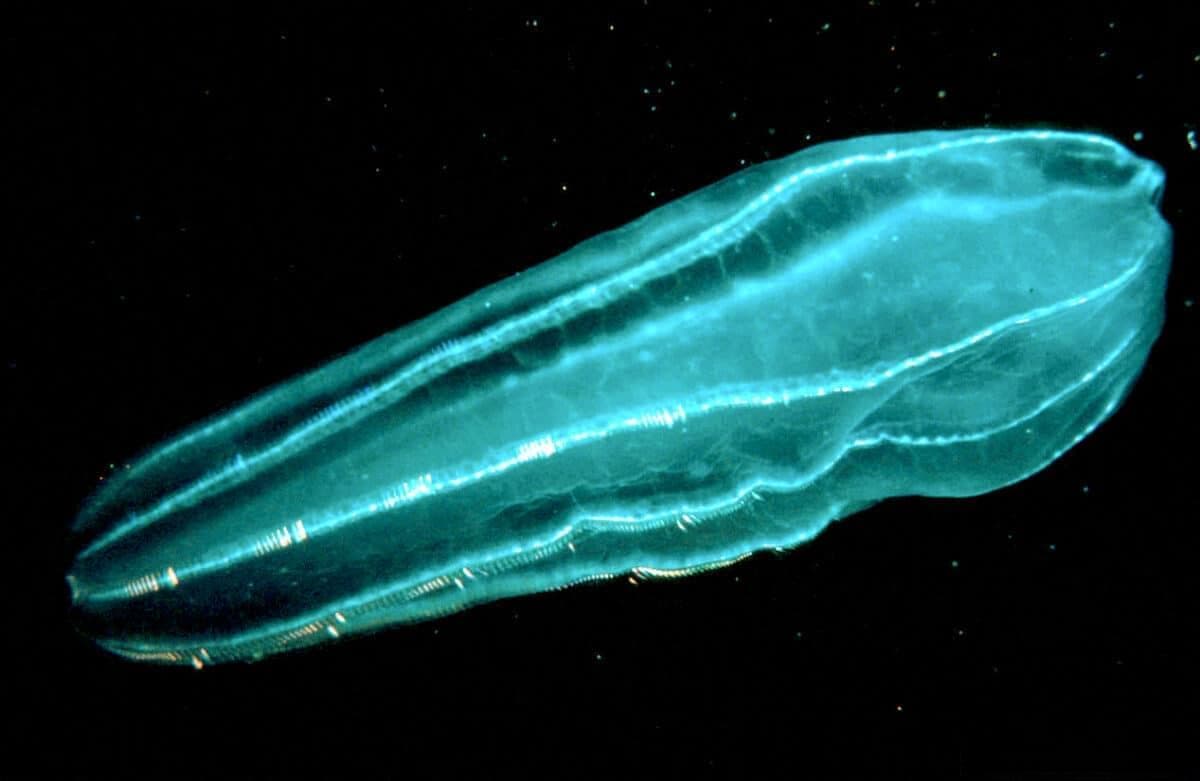 探索海洋动物的生物发光