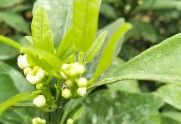 促进花芽分化的作用是什么？植物繁殖与生长的关键环节