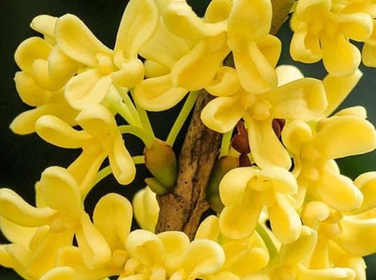 如何养护健康的桂花树？（桂花的养殖方法和注意事项）
