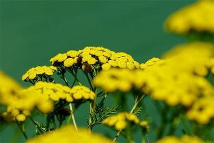 生扶大运或流年是什么意思,八字用神详解