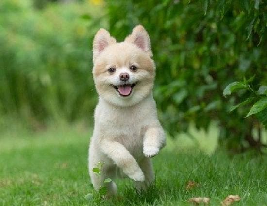狗狗多长时间驱虫一次？
