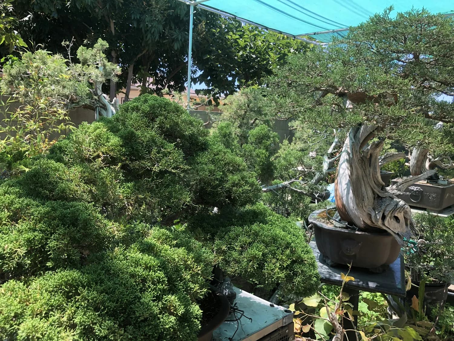 科技赋能广州葫芦种植，千年古城孕育现代农业新篇
