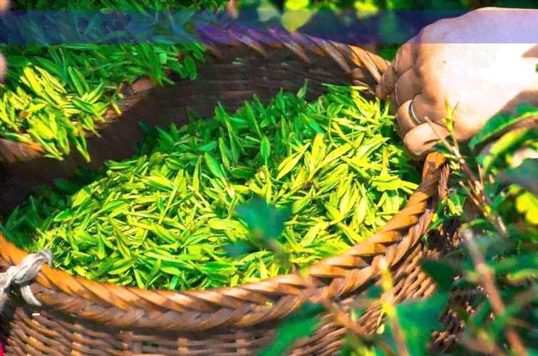 红茶的性质：性还是寒凉？探讨其成分和功效差异