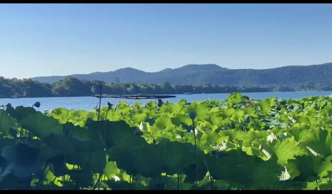 花园池塘：保护城市生物多样性的隐秘宝藏