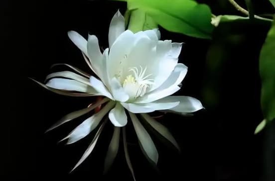 昙花的养殖方法有哪些？用什么肥料才能开花？