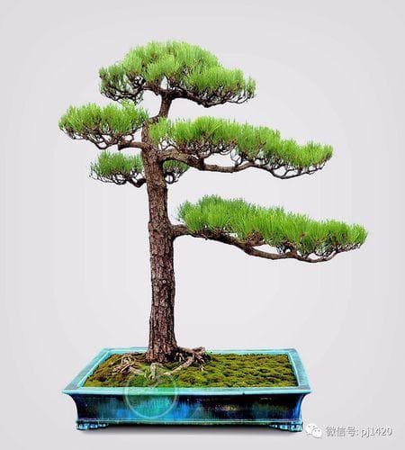 松树盆景种植方法：从选土到养护的全方位指南