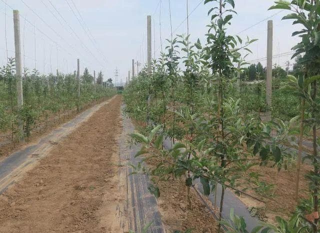 2024年苹果病虫害绿色防控技术方案