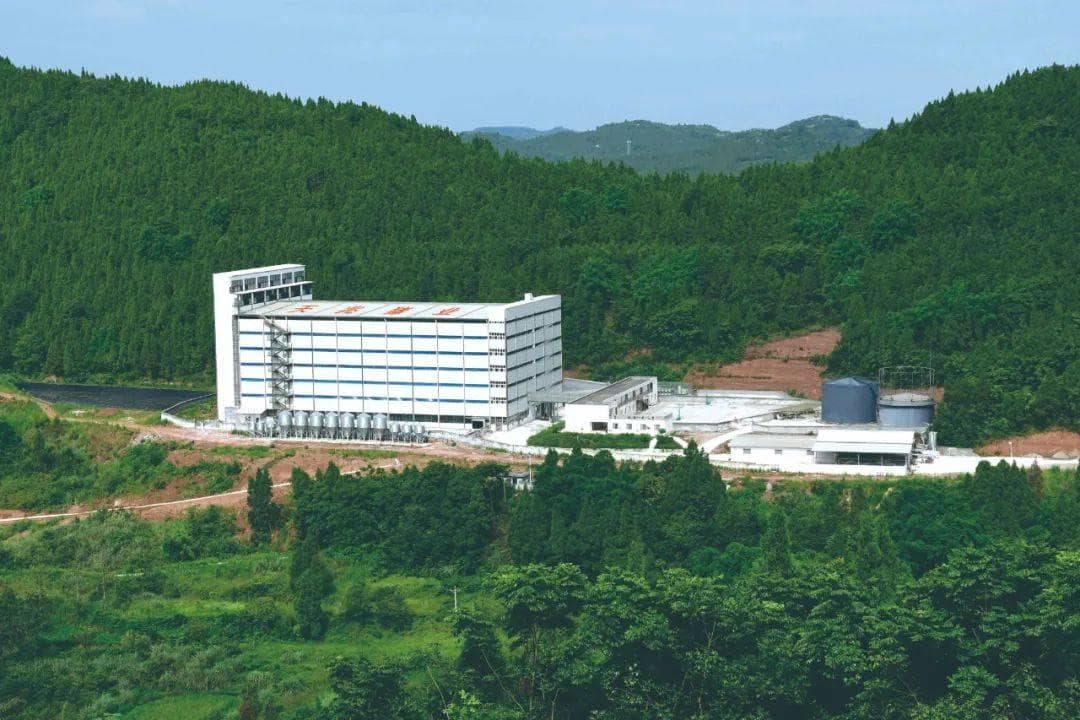 母猪精细化管理：从营养到环境的全方位控制要点