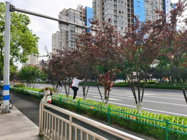 当心！市区街头红叶李挂果，千万别乱摘乱吃