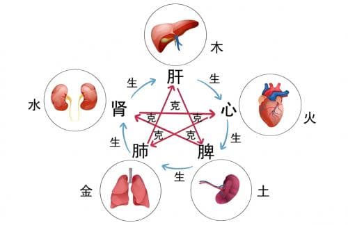 治肺病为何要从肝入手？你不知道的中医视角！