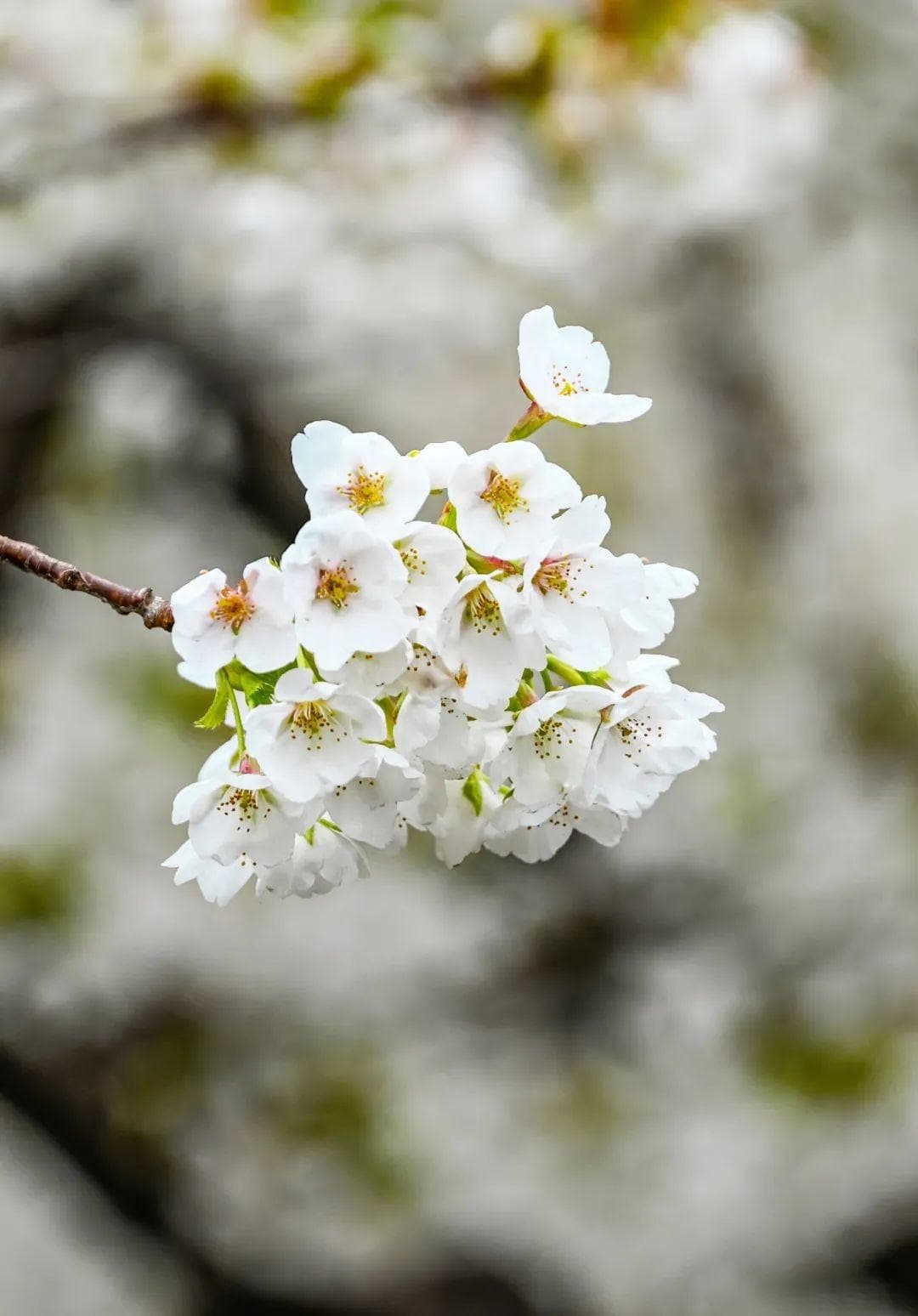 4月的浪漫是樱花给的，山东“醉”美赏樱地来了！