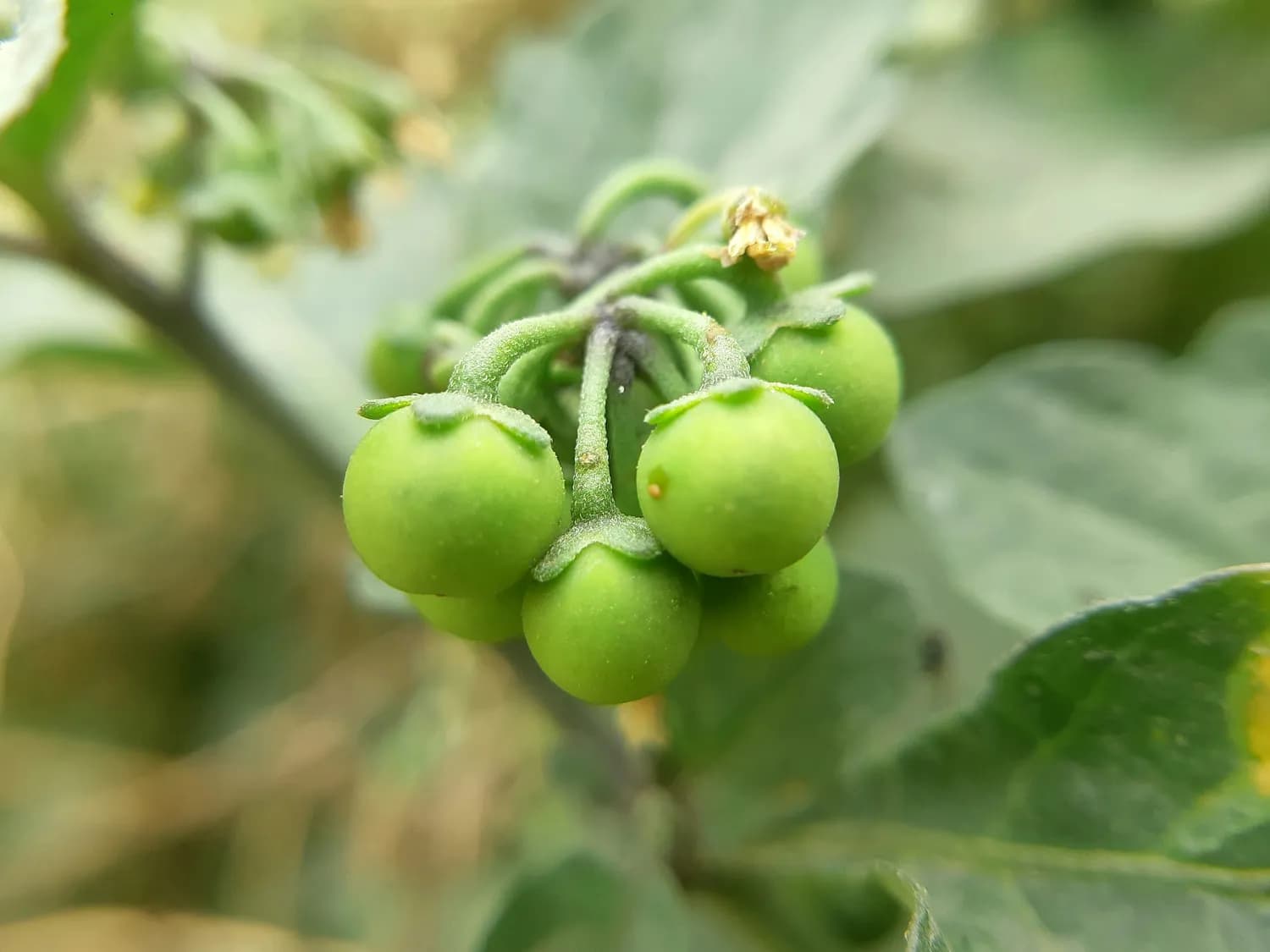 龙葵：养生界的宝藏植物，这样吃才安全