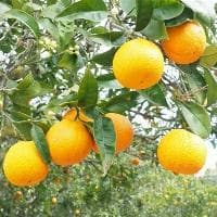 红螺养殖方法 红螺怎么养