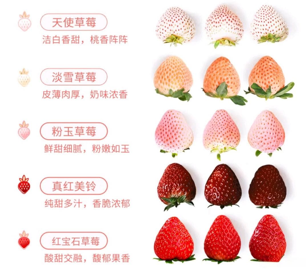 草莓奇遇记：解锁草莓的多彩世界