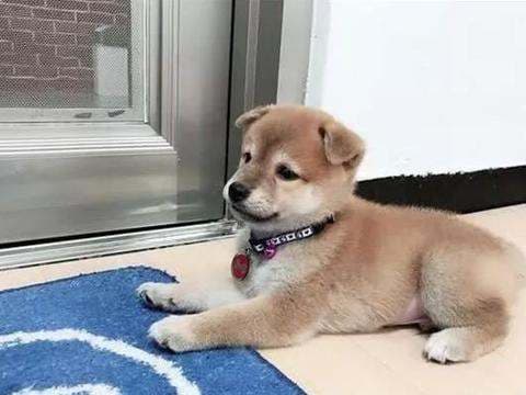 小奶狗叫累了会停吗？从生理到心理的全面解析