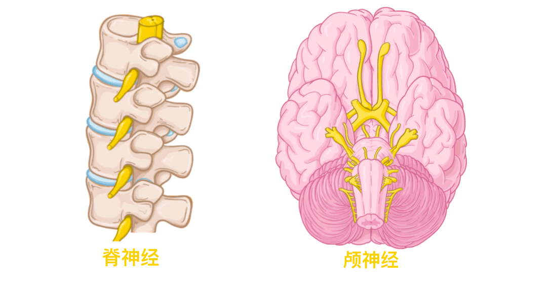 人体解剖学基础——人体十二对颅神经