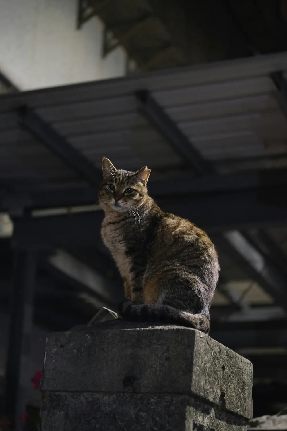 “胖猫”女友教你如何应对网络暴力